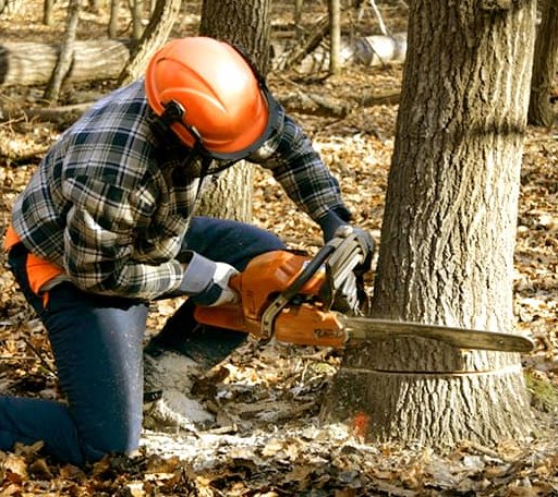 Tree Removal in Terra Bella, CA